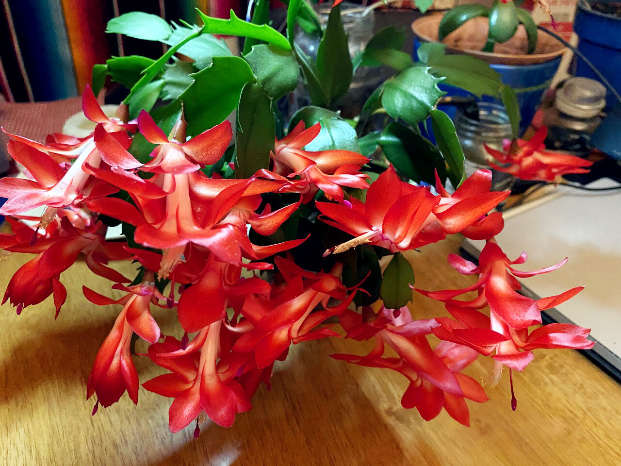 Christmas cactus